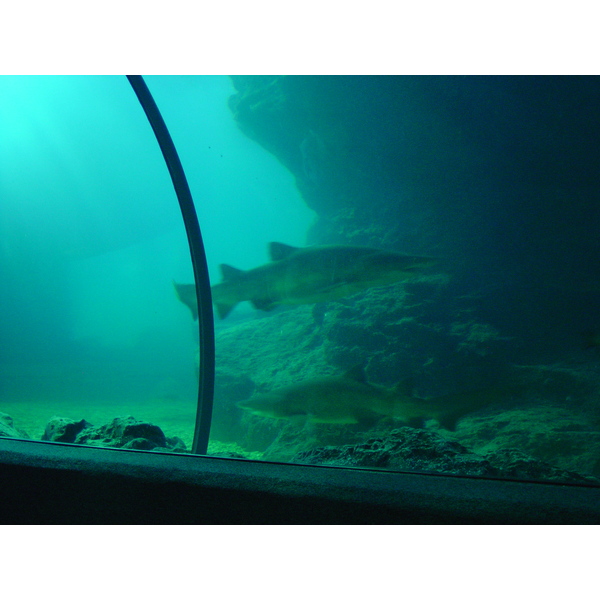 รูปถ่าย ไทย(Thailand) กรุงเทพมหานคร(Bangkok) สยามโอเชียนเวิลด์(Siam Ocean World) 2005-12 24