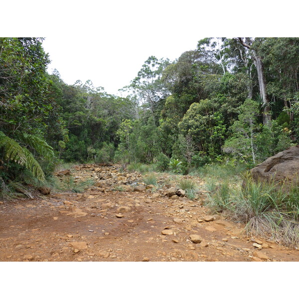 รูปถ่าย นิวแคลิโดเนีย(New Caledonia) อุทยานริเวียร์เบลอ(Parc de la Riviere Bleue) 2010-05 81