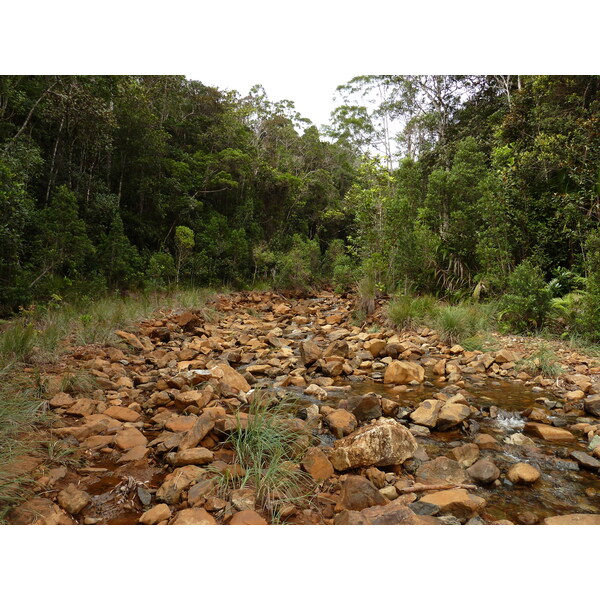 รูปถ่าย นิวแคลิโดเนีย(New Caledonia) อุทยานริเวียร์เบลอ(Parc de la Riviere Bleue) 2010-05 99