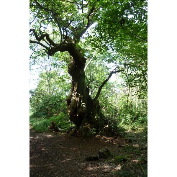 รูปถ่าย อังกฤษ(United Kingdom) สกอตแลนด์(Scotland) อารามอินช์มาโฮม(Inchmahome Priory) 2011-07 23