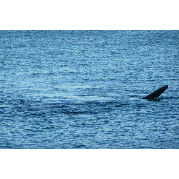 รูปถ่าย แอฟริกาใต้(South Africa) เฮอร์มานัส(Harmanus) 2008-09 114
