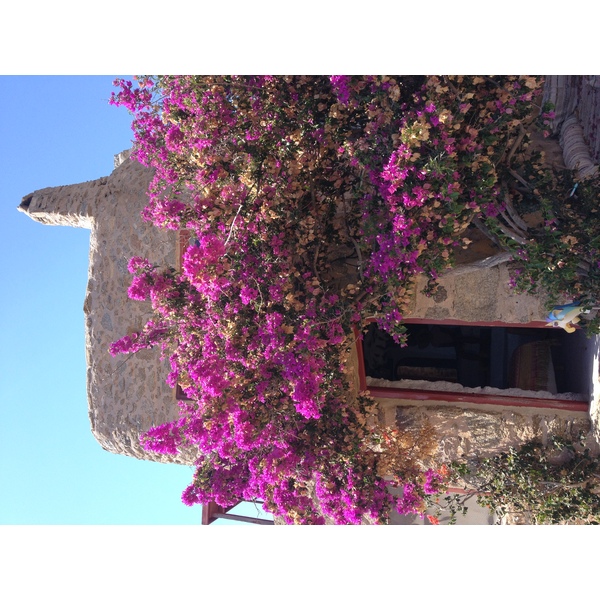รูปถ่าย กรีก(Greece) เกาะมิโคนอส(Mykonos) 2014-07 212