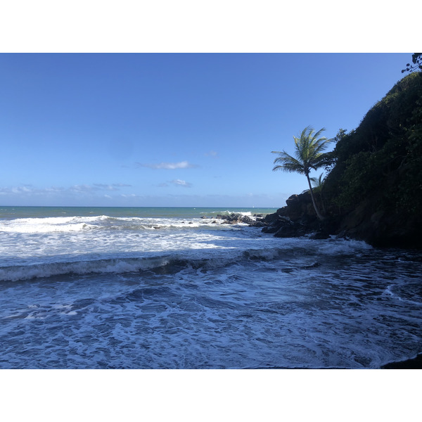 รูปถ่าย กวาเดอลูป(Guadeloupe) บานาเนีย(Bananier) 2021-02 6