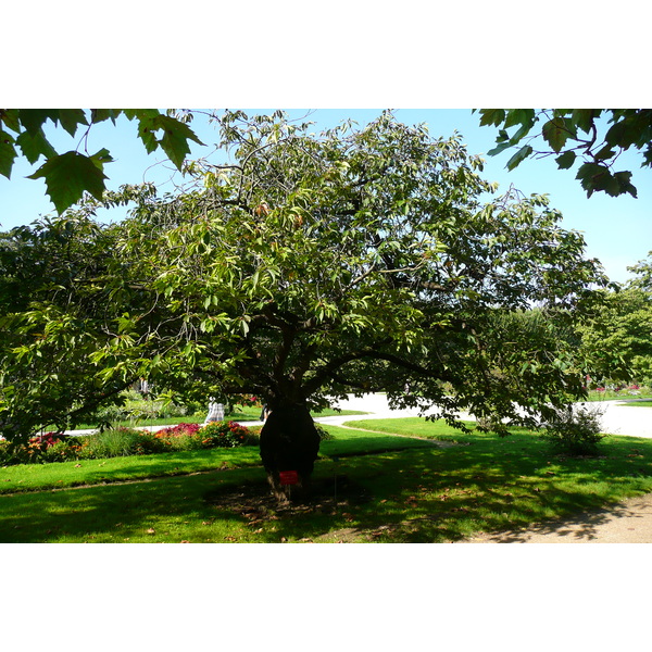 รูปถ่าย ฝรั่งเศส(France) ปารีส(Paris) สวนพันธ์ุพืช(Jardin des Plantes) 2007-08 2