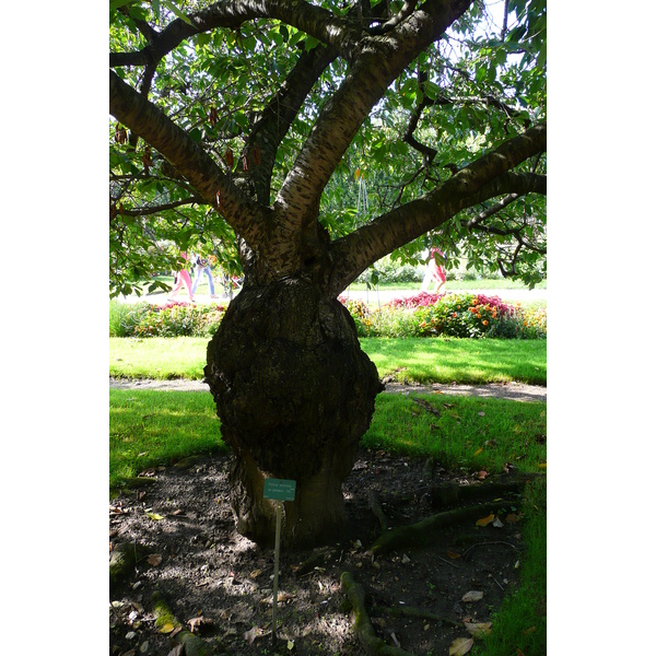 รูปถ่าย ฝรั่งเศส(France) ปารีส(Paris) สวนพันธ์ุพืช(Jardin des Plantes) 2007-08 202