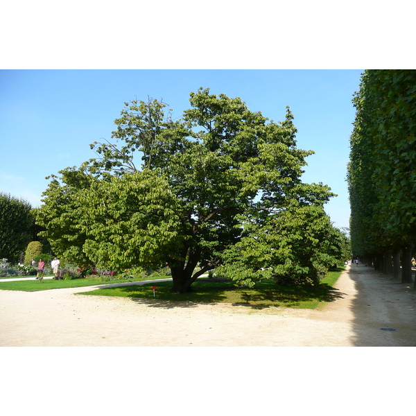 รูปถ่าย ฝรั่งเศส(France) ปารีส(Paris) สวนพันธ์ุพืช(Jardin des Plantes) 2007-08 217