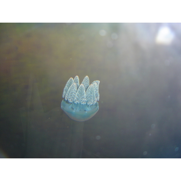 รูปถ่าย ไทย(Thailand) กรุงเทพมหานคร(Bangkok) สยามโอเชียนเวิลด์(Siam Ocean World) 2005-12 19