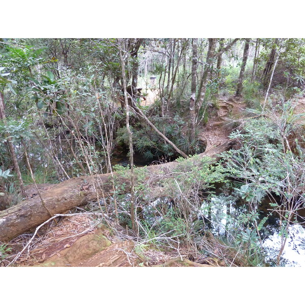 รูปถ่าย นิวแคลิโดเนีย(New Caledonia) อุทยานริเวียร์เบลอ(Parc de la Riviere Bleue) 2010-05 63