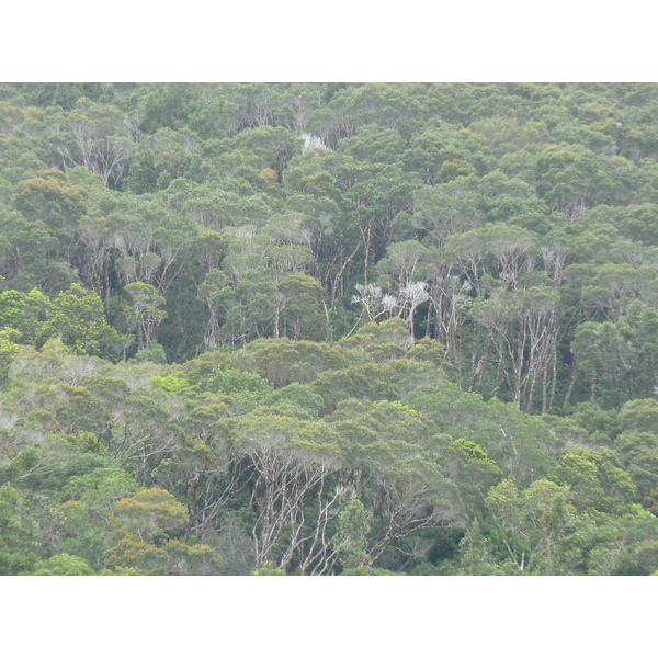 รูปถ่าย นิวแคลิโดเนีย(New Caledonia) อุทยานริเวียร์เบลอ(Parc de la Riviere Bleue) 2010-05 80