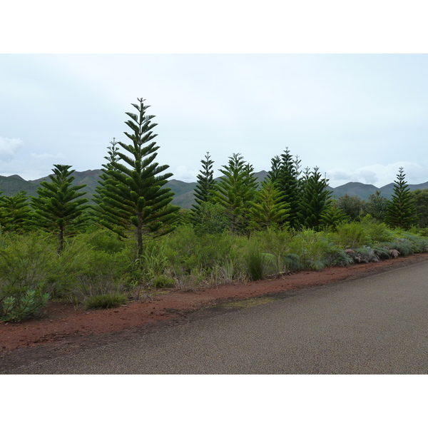 รูปถ่าย นิวแคลิโดเนีย(New Caledonia) อุทยานริเวียร์เบลอ(Parc de la Riviere Bleue) 2010-05 142