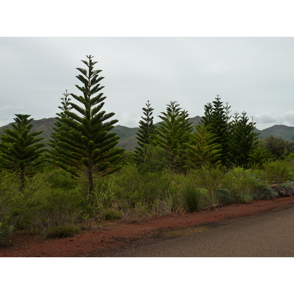รูปถ่าย นิวแคลิโดเนีย(New Caledonia) อุทยานริเวียร์เบลอ(Parc de la Riviere Bleue) 2010-05 100