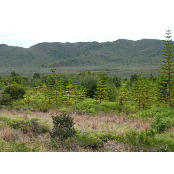 รูปถ่าย นิวแคลิโดเนีย(New Caledonia) อุทยานริเวียร์เบลอ(Parc de la Riviere Bleue) 2010-05 83