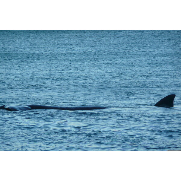รูปถ่าย แอฟริกาใต้(South Africa) เฮอร์มานัส(Harmanus) 2008-09 303