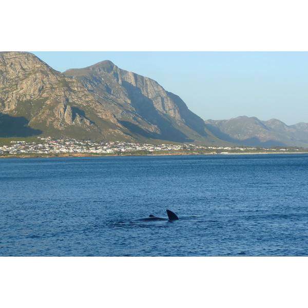 รูปถ่าย แอฟริกาใต้(South Africa) เฮอร์มานัส(Harmanus) 2008-09 293