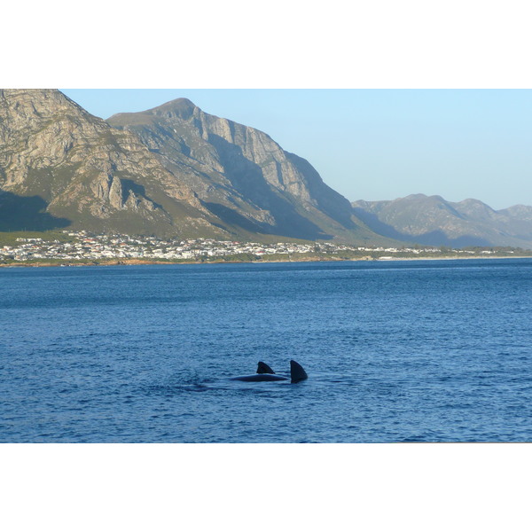รูปถ่าย แอฟริกาใต้(South Africa) เฮอร์มานัส(Harmanus) 2008-09 266