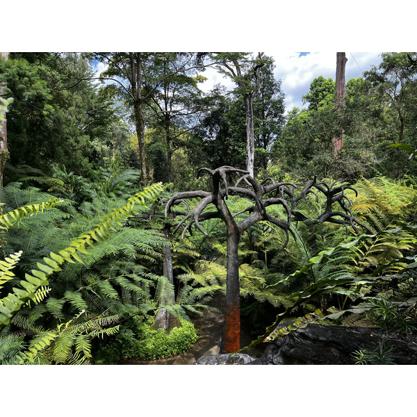 รูปถ่าย สิงคโปร์(Singapore) สวนพฤกษศาสตร์สิงคโปร์(Singapore Botanic Gardens) 2023-01 60