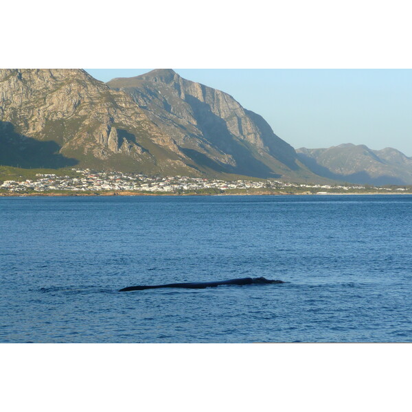 รูปถ่าย แอฟริกาใต้(South Africa) เฮอร์มานัส(Harmanus) 2008-09 14
