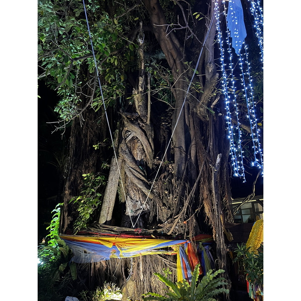 รูปถ่าย ไทย(Thailand) เกาะพีพีดอน(Ko Phi Phi Don) 2021-12 197
