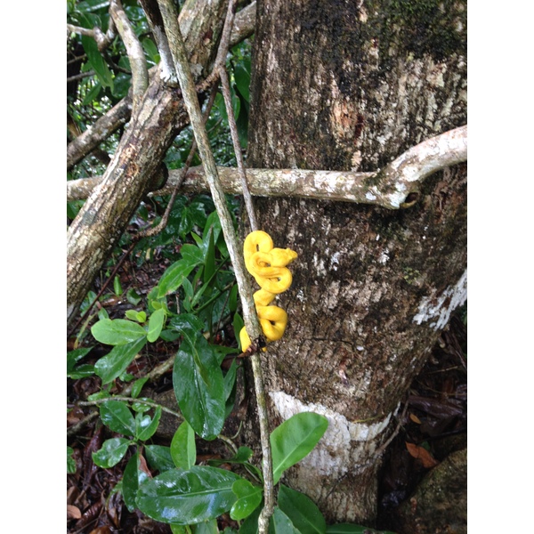 รูปถ่าย คอสตาริกา(Costa Rica) 2015-03 69