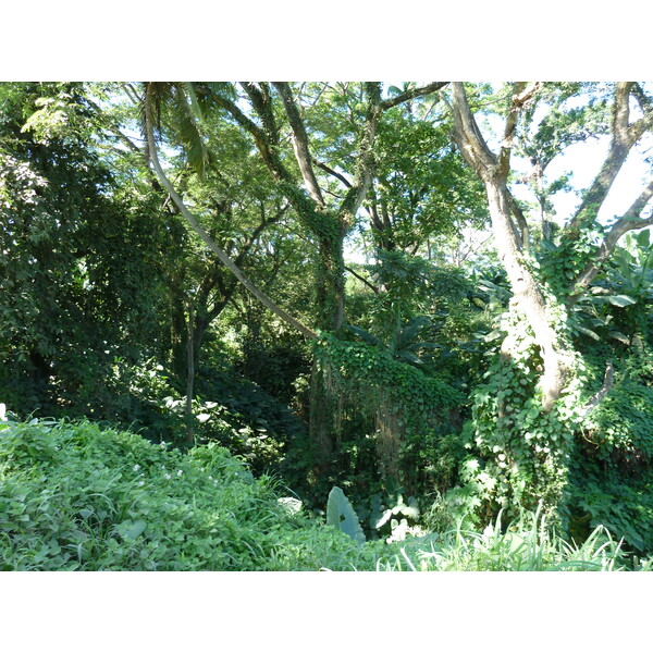 รูปถ่าย ฟิจิ(Fiji) แม่น้ำซิงกาโตกา(Sigatoka river) 2010-05 85