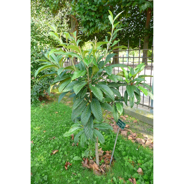 รูปถ่าย ฝรั่งเศส(France) ปารีส(Paris) สวนพันธ์ุพืช(Jardin des Plantes) 2007-08 60