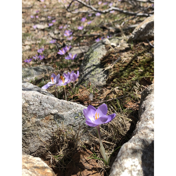 รูปถ่าย ฝรั่งเศส(France) คอร์สิคา(Corsica) ทะเลสาบเมโลและกาปีเตลโล(Lac de Melo et Capitello) 2021-06 27