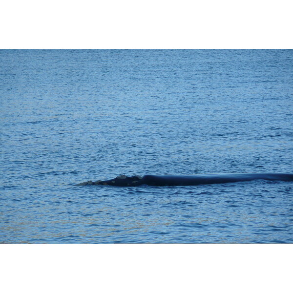 รูปถ่าย แอฟริกาใต้(South Africa) เฮอร์มานัส(Harmanus) 2008-09 230