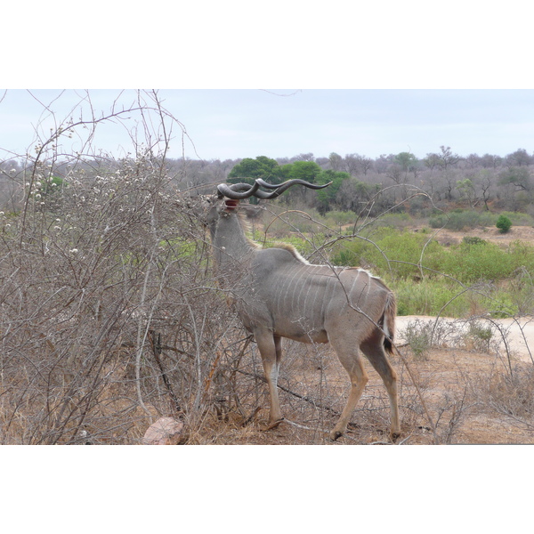 รูปถ่าย แอฟริกาใต้(South Africa) อุทยานแห่งชาติครูเกอร์(Kruger National Park) แม่น้ำซาเบิล(Sable River) 2008-09 8