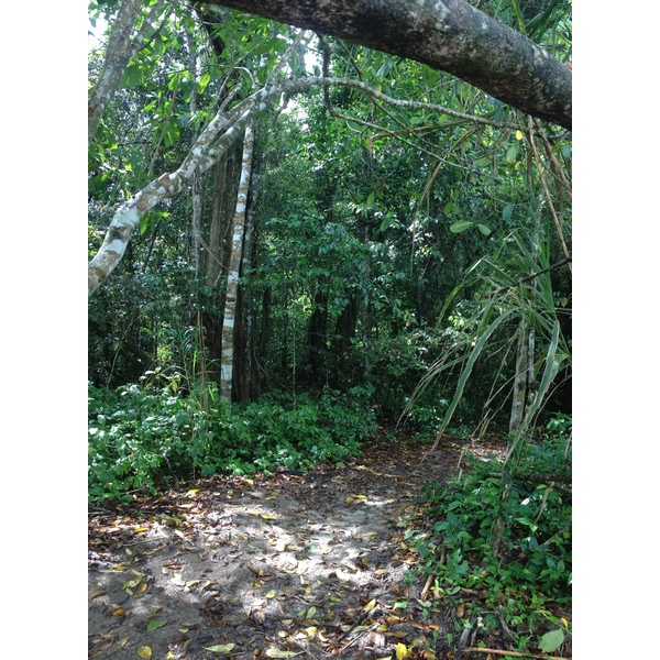 รูปถ่าย คอสตาริกา(Costa Rica) กาอุยตา(Cahuita) 2015-03 55