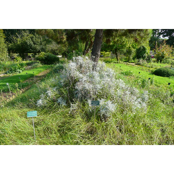 รูปถ่าย ฝรั่งเศส(France) ปารีส(Paris) สวนพันธ์ุพืช(Jardin des Plantes) 2007-08 154