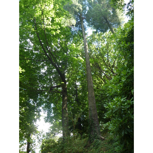 รูปถ่าย อิตาลี(Italy) วิลลาปัลลาวีชีโน(Villa Pallavicino) 2009-06 24