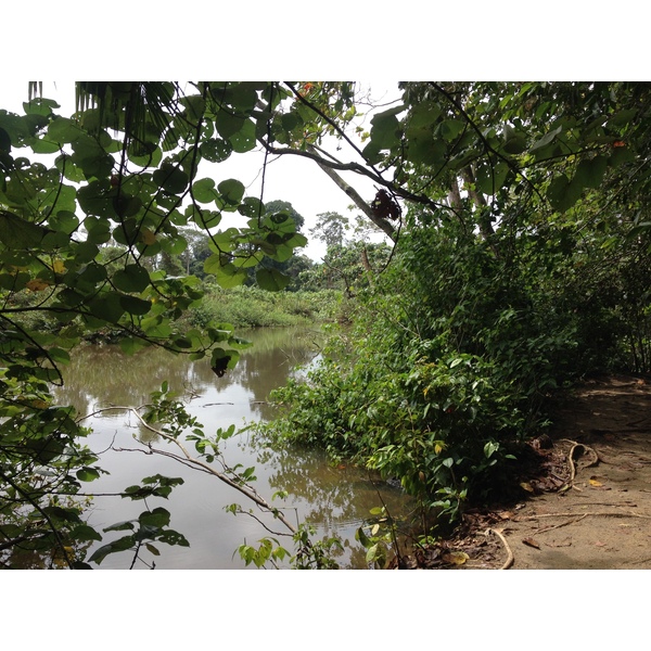 รูปถ่าย คอสตาริกา(Costa Rica) กาอุยตา(Cahuita) 2015-03 133