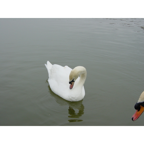 รูปถ่าย อังกฤษ(United Kingdom) ปราสาทลีดส์(Leeds castle) 2001-04 4