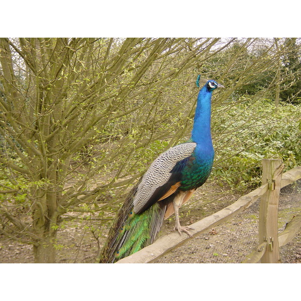 รูปถ่าย อังกฤษ(United Kingdom) ปราสาทลีดส์(Leeds castle) 2001-04 10