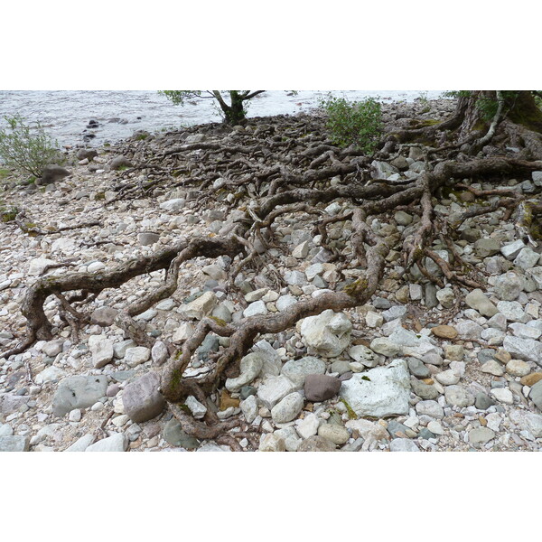 รูปถ่าย อังกฤษ(United Kingdom) สกอตแลนด์(Scotland) ทะเลสาบลอคมารี(Loch Maree) 2011-07 0