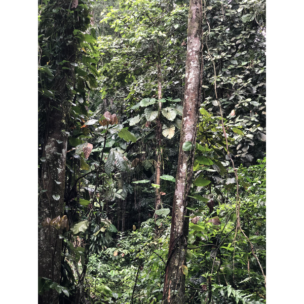 รูปถ่าย กวาเดอลูป(Guadeloupe) น้ำตกกุ้งเครย์ฟิช(Cascade aux ecrevisses) 2021-02 16
