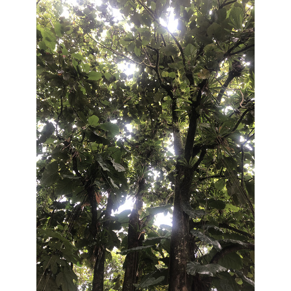 รูปถ่าย กวาเดอลูป(Guadeloupe) น้ำตกกุ้งเครย์ฟิช(Cascade aux ecrevisses) 2021-02 8