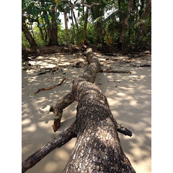 รูปถ่าย คอสตาริกา(Costa Rica) กาอุยตา(Cahuita) 2015-03 94
