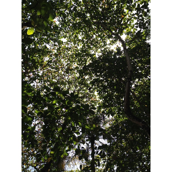 รูปถ่าย คอสตาริกา(Costa Rica) กาอุยตา(Cahuita) 2015-03 180