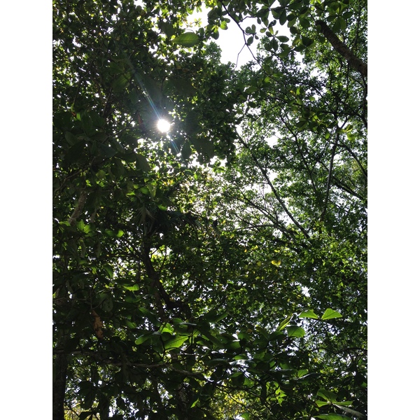 รูปถ่าย คอสตาริกา(Costa Rica) กาอุยตา(Cahuita) 2015-03 137