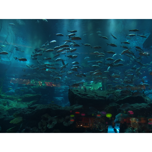 รูปถ่าย สหรัฐอาหรับเอมิเรตส์(United Arab Emirates) ดูไบ(Dubai) ดูไบมอลล์(The Dubai Mall) 2011-12 83