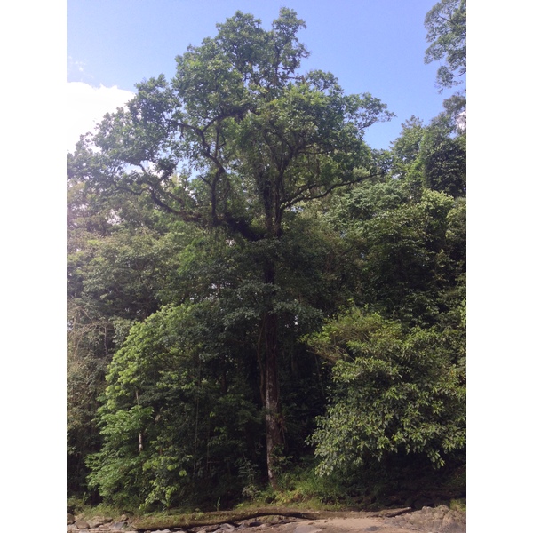 รูปถ่าย คอสตาริกา(Costa Rica) แม่น้ำปากัวเร(Pacuare River) 2015-03 238