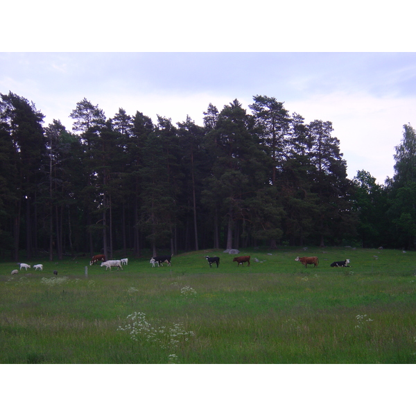 รูปถ่าย สวีเดน(Sweden) สตาฟนาส(Stavnas) 2005-06 15