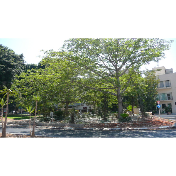 รูปถ่าย อิสราเอล(Israel) เทลอาวีฟ(Tel Aviv) ถนนรอธส์ไชลด์(Rothschild Street) 2007-06 24