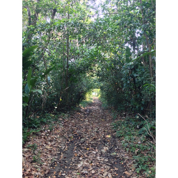 รูปถ่าย คอสตาริกา(Costa Rica) อูบีตา(Uvita) 2015-03 15