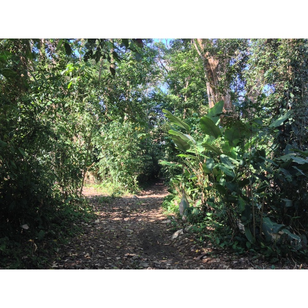 รูปถ่าย คอสตาริกา(Costa Rica) อูบีตา(Uvita) 2015-03 19