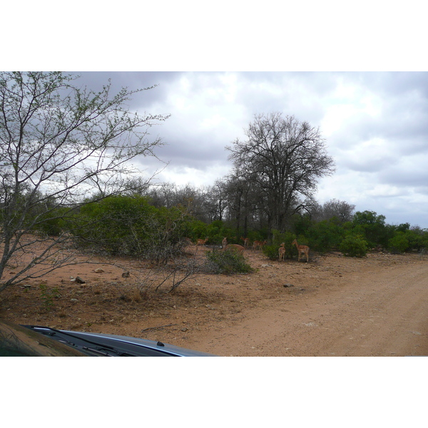 รูปถ่าย แอฟริกาใต้(South Africa) อุทยานแห่งชาติครูเกอร์(Kruger National Park) 2008-09 162