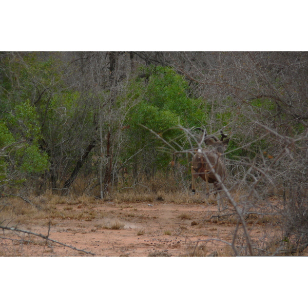 รูปถ่าย แอฟริกาใต้(South Africa) อุทยานแห่งชาติครูเกอร์(Kruger National Park) 2008-09 117
