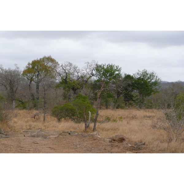 รูปถ่าย แอฟริกาใต้(South Africa) อุทยานแห่งชาติครูเกอร์(Kruger National Park) ถนนเลียบแม่น้ำครอกโคไดล์(Crocodile River road) 2008-09 33
