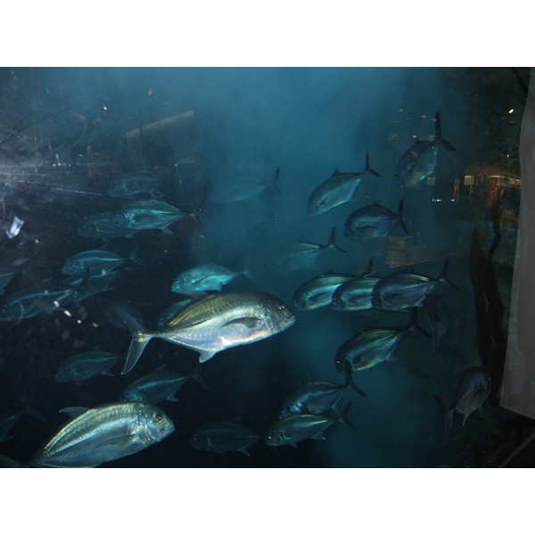 รูปถ่าย สหรัฐอาหรับเอมิเรตส์(United Arab Emirates) ดูไบ(Dubai) ดูไบมอลล์(The Dubai Mall) 2011-12 55